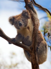 Picture of Koala in Great Ocean Road Victoria Australia