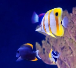 Obrazek Copperband Butterfly Fish