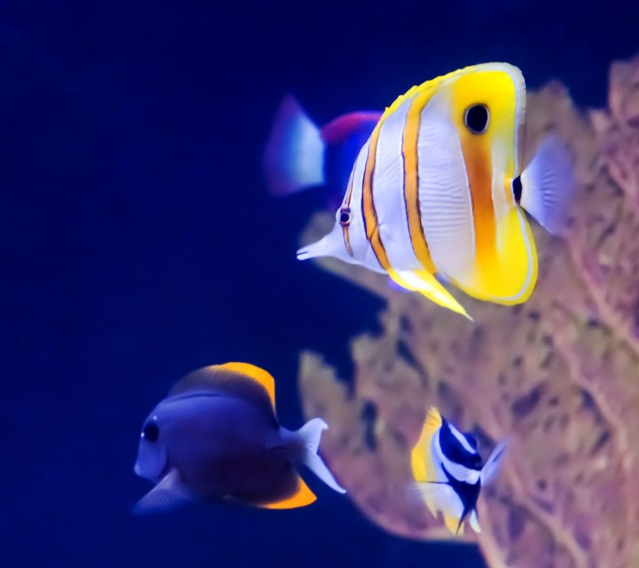 Image de Copperband Butterfly Fish