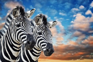Bild von Zebras in the wild