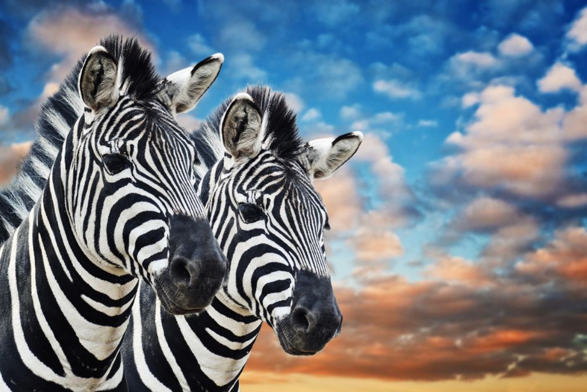 Picture of Zebras in the wild