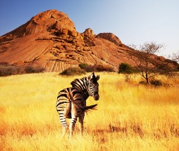 Afbeeldingen van Zebra