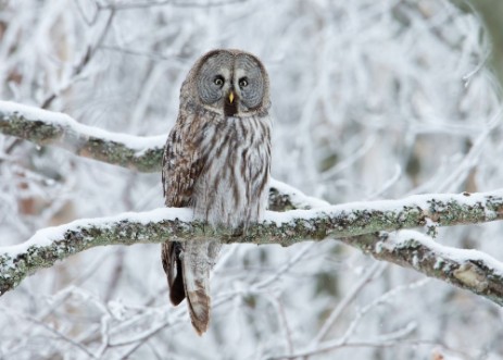 Afbeeldingen van Great Grey Owl Strix nebulosa perched in a tree