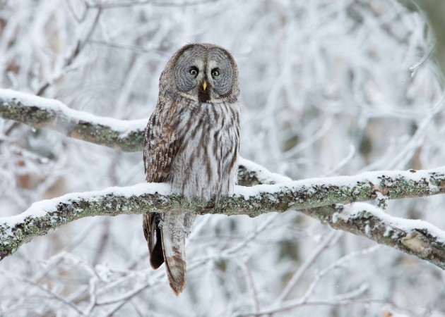 Afbeeldingen van Great Grey Owl Strix nebulosa perched in a tree