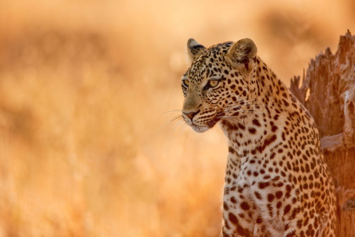 Image de Leopard at Sunset