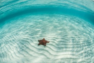 Obrázek Caribbean seastar and sand