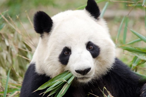 Picture of Giant Panda eating bamboo Chengdu China