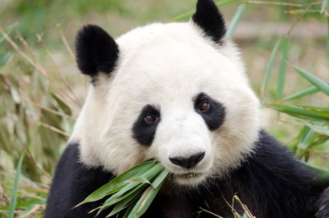 Picture of Giant Panda eating bamboo Chengdu China