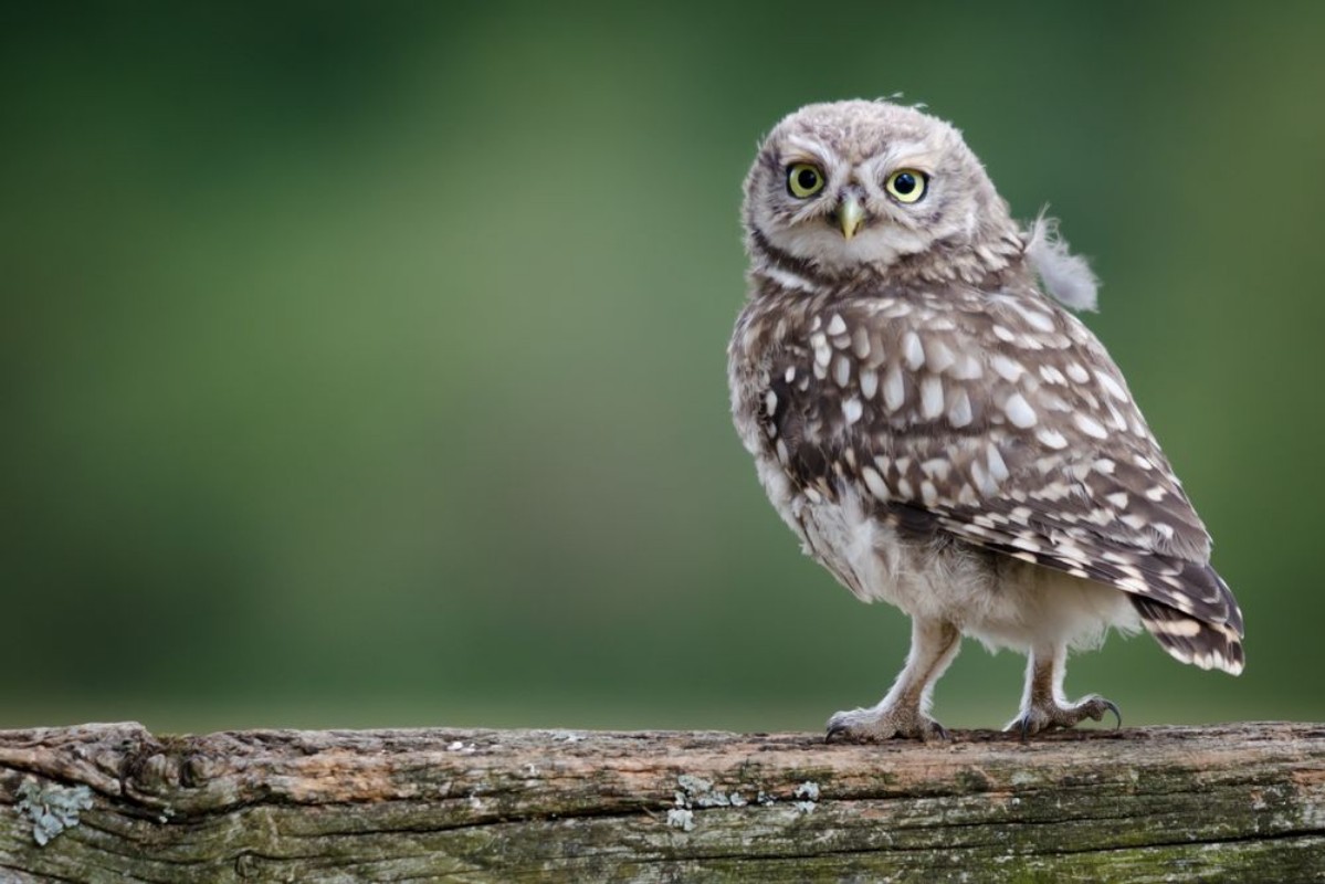 Picture of Little Wild Owl