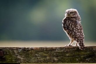 Obrazek A UK wild Little Owl