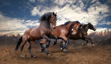Bild von Wild jump bay horses