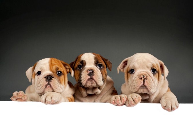 Picture of English bulldog puppies