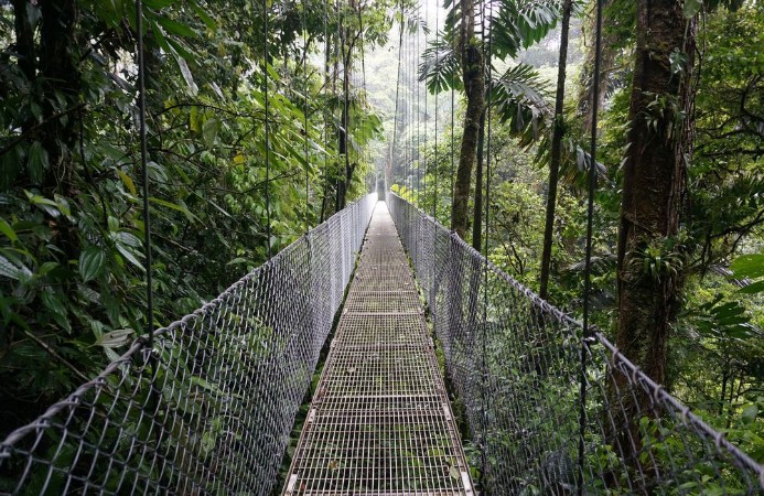 Picture of Suspended Bridge at La Fortuna