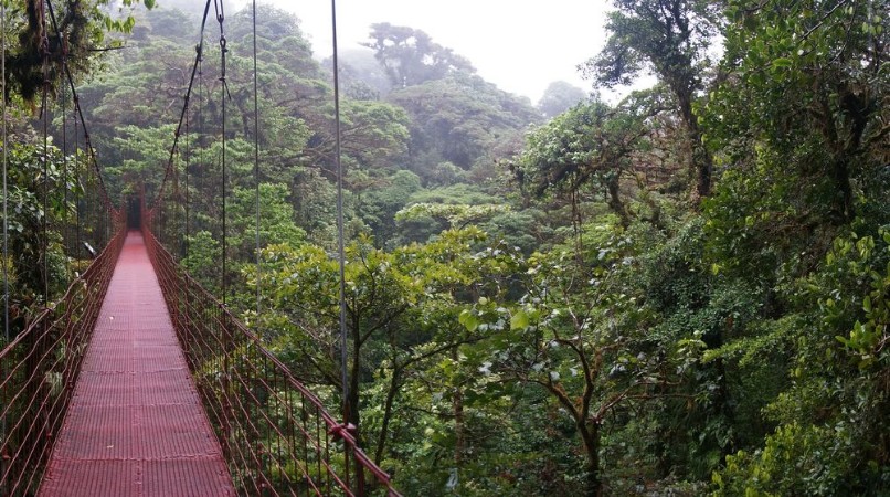 Picture of Suspended Bridge at Monteverde