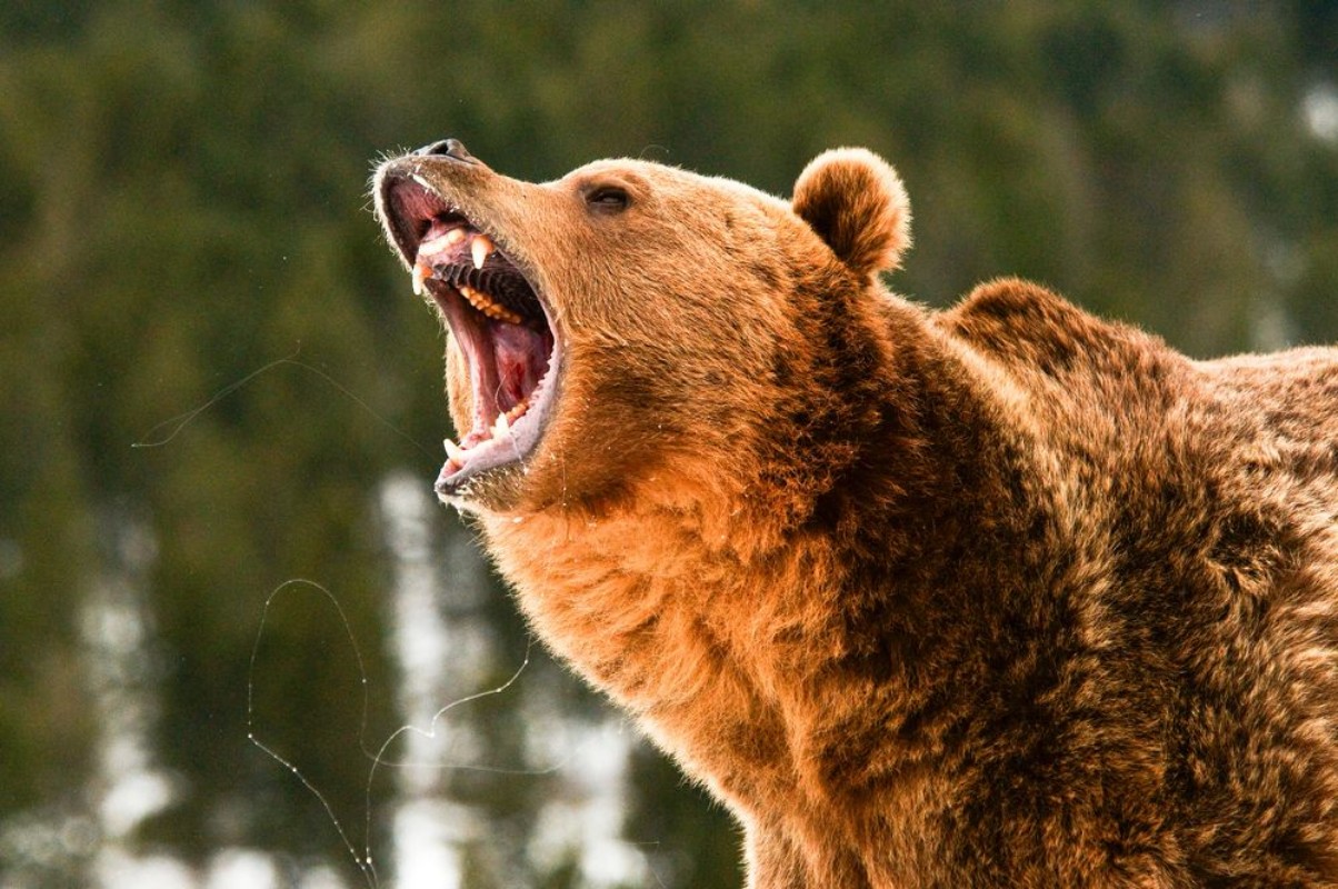 Picture of Grizzly Bear