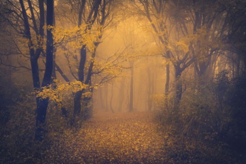 Picture of Mysterious foggy forest with a fairytale look
