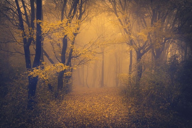 Picture of Mysterious foggy forest with a fairytale look