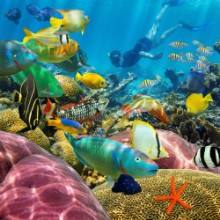 Picture of Man underwater coral reef and tropical fish
