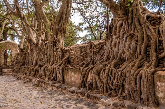 Picture of Fasilides bath