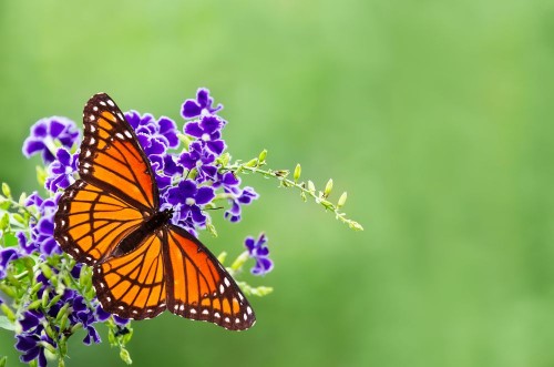 Afbeeldingen van Viceroy butterfly Limenitis archippus on blue flowers