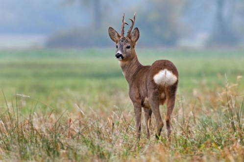 Picture of Roe deer