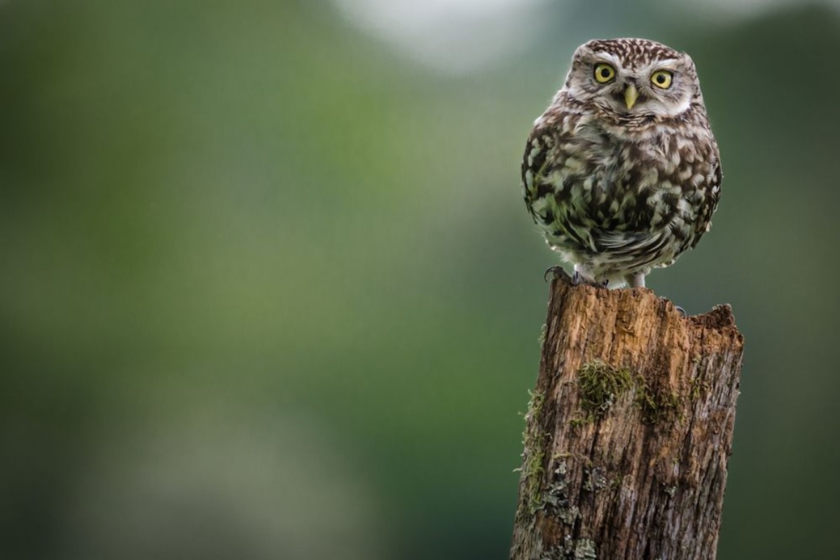 Picture of Little Owl