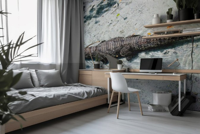 Picture of American alligator alligator mississippiensis