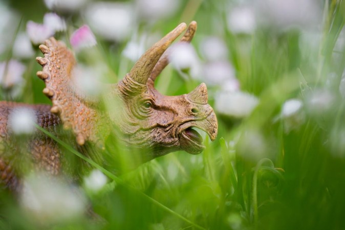 Ritratt ta’ Triceratops in Wiese