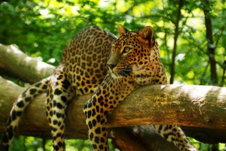 Afbeeldingen van Leopard 1