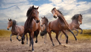 Bild vun Herd of horses