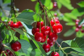 Image de Cherries on the branch
