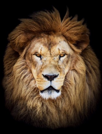 Picture of Portrait of huge beautiful male African lion against black backg