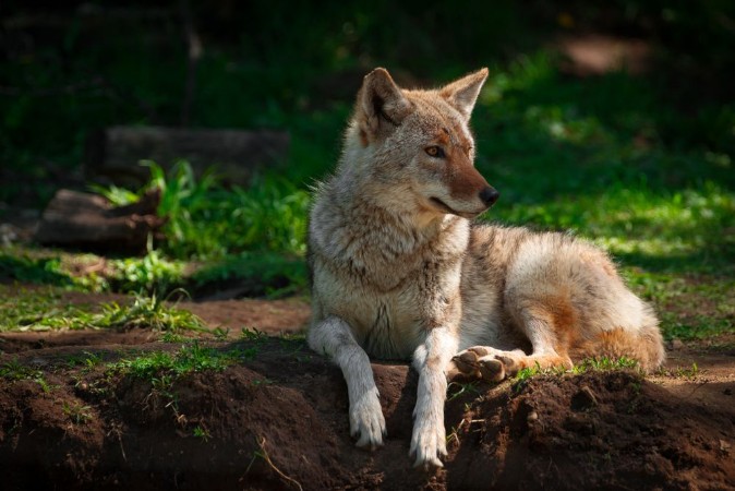 Picture of American Coyote Lying Down Close Up