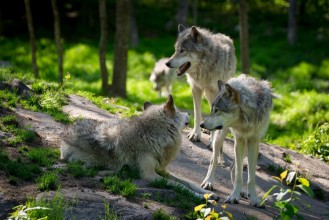 Obrázek Wolf Pack of Three Wolves