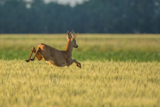 Picture of Chevreuil qui saute dans les champs