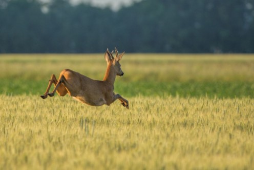 Image de Chevreuil qui saute dans les champs