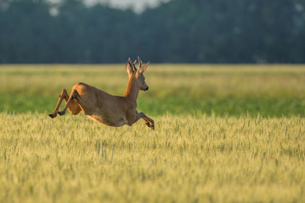 Image de Chevreuil qui saute dans les champs