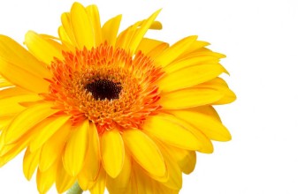 Pilt Bright yellow and orange gerbera on white