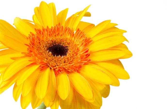 Image de Bright yellow and orange gerbera on white