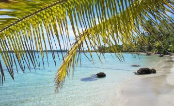 Bild von Palm leaf and beach