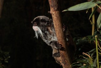 Pilt Climbing Emperor Tamarin