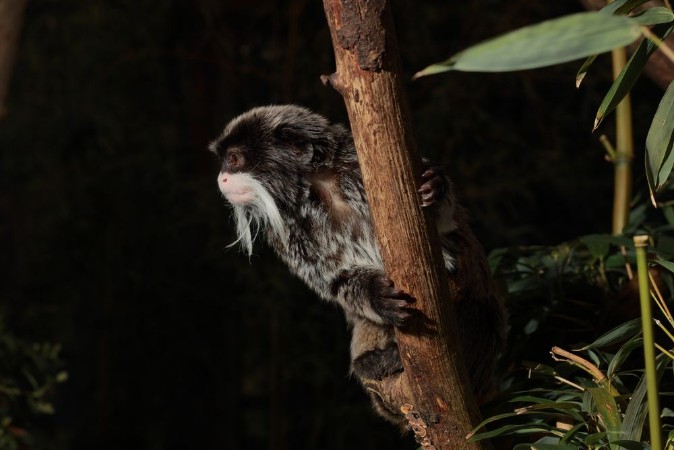 Picture of Climbing Emperor Tamarin