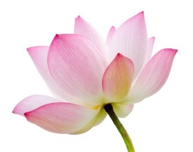 Bild von Isolated lotus