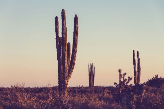 Image de Cactus in Mexico