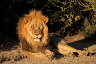Pilt Big male African lion