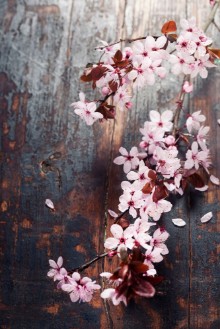Pilt Spring Cherry blossoms