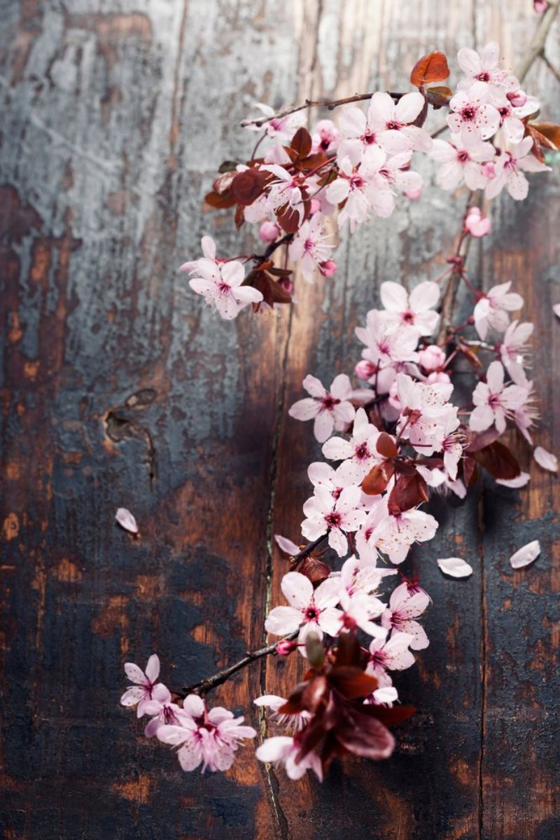 Picture of Spring Cherry blossoms