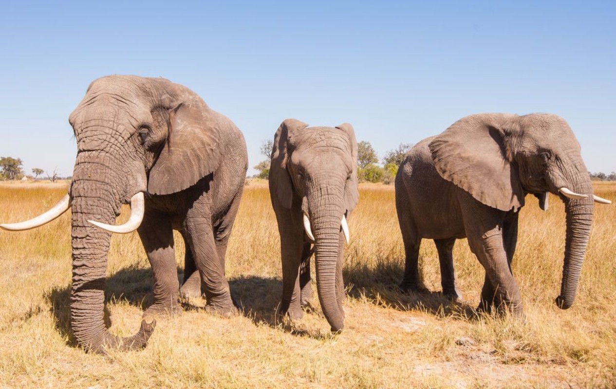 Image de Elephant Herd