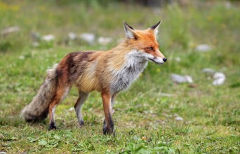 Obrázek Fox