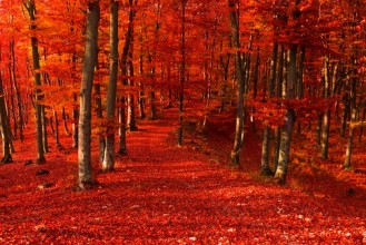 Bild von Foggy mystic forest during fall